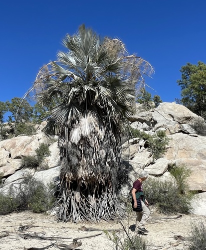 Blue fan palm (Brahea armata)