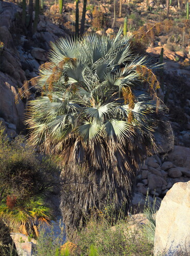 Blue fan palm (Brahea armata)