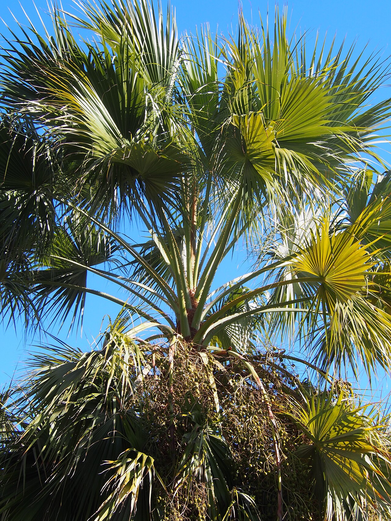 Hesper palm: Brahea brandegeei cultivated in La Concepción botanical garden in Malaga, Spain.