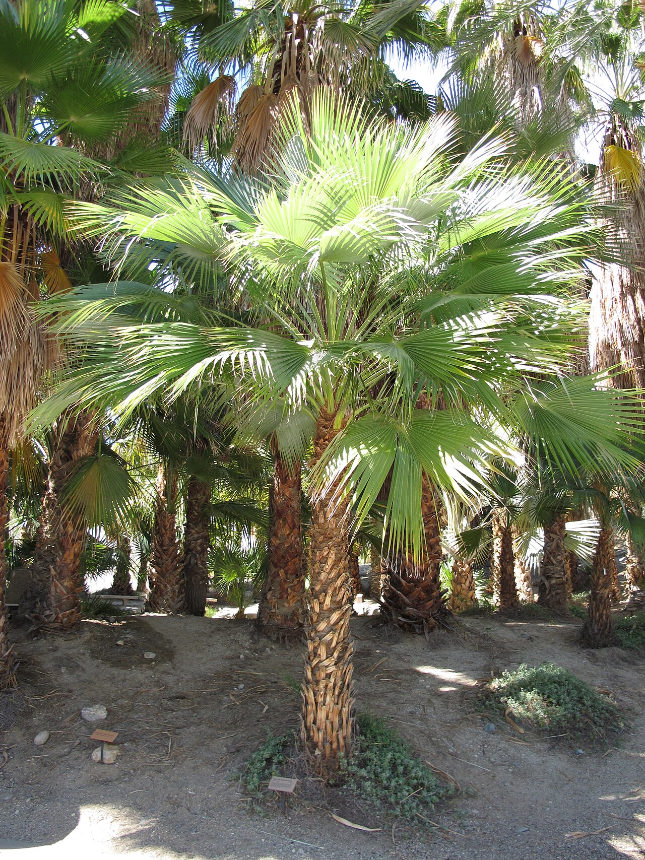 Hesper palm: Brahea brandegeei