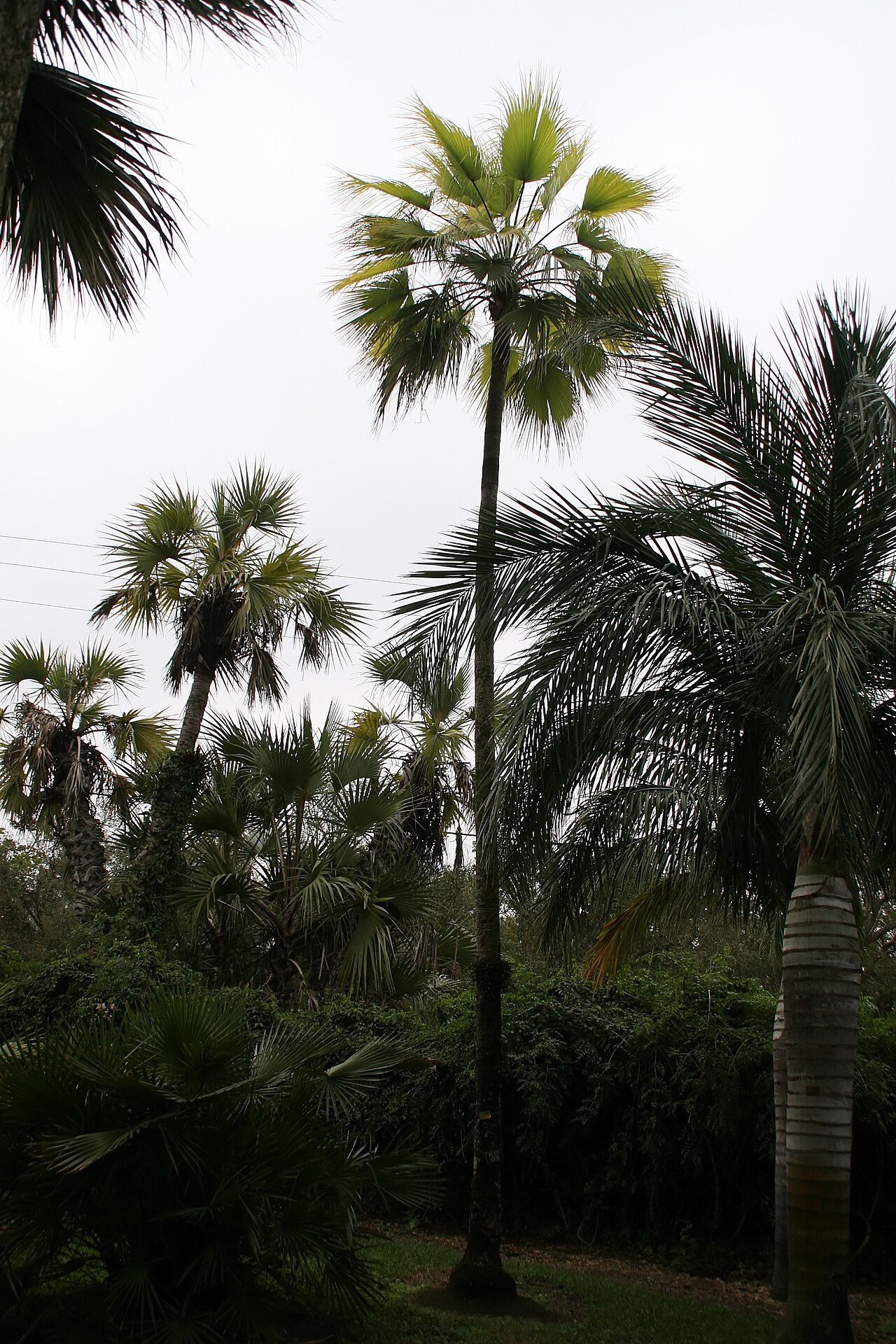 Hesper palm: Location taken: Fairchild Tropical Botanic Garden, Miami, FL USA. Names: Brahea brandegeei var. spiralis (Parpus) H.E. Moore, San Jose Hesper Pal Classification