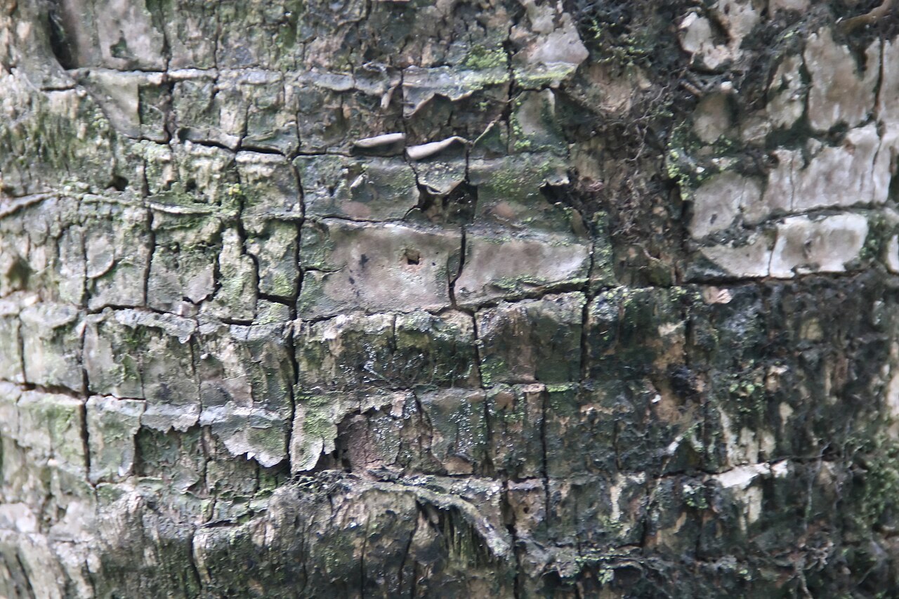Hesper palm: Location taken: Fairchild Tropical Botanic Garden, Miami, FL USA. Names: Brahea brandegeei var. spiralis (Parpus) H.E. Moore, San Jose Hesper Pal Classification