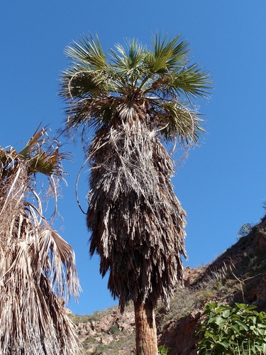 Hesper palm (Brahea brandegeei)