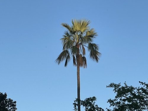 Hesper palm (Brahea brandegeei)