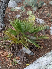 Hesper palm (Brahea brandegeei)