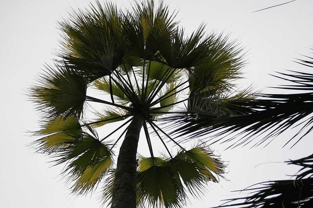 Hesper palm: Location taken: Fairchild Tropical Botanic Garden, Miami, FL USA. Names: Brahea brandegeei var. spiralis (Parpus) H.E. Moore, San Jose Hesper Pal Classification