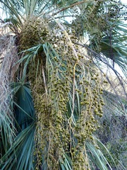 Hesper palm (Brahea brandegeei)