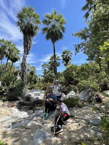 Hesper palm (Brahea brandegeei)