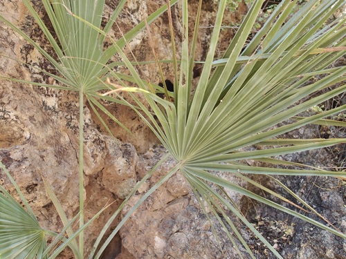 Hesper palm (Brahea brandegeei)