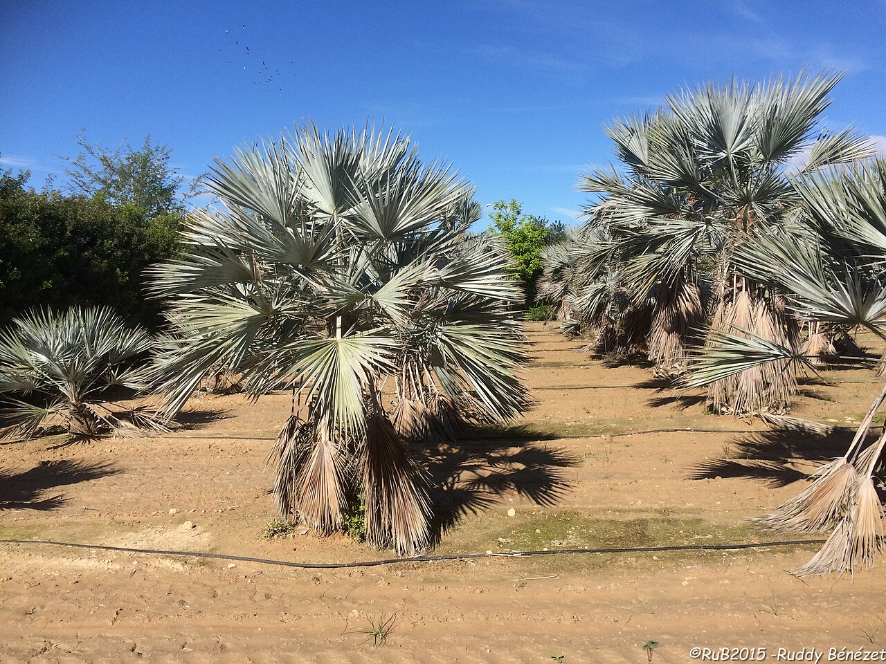 Rock palm: Brahea calcarea