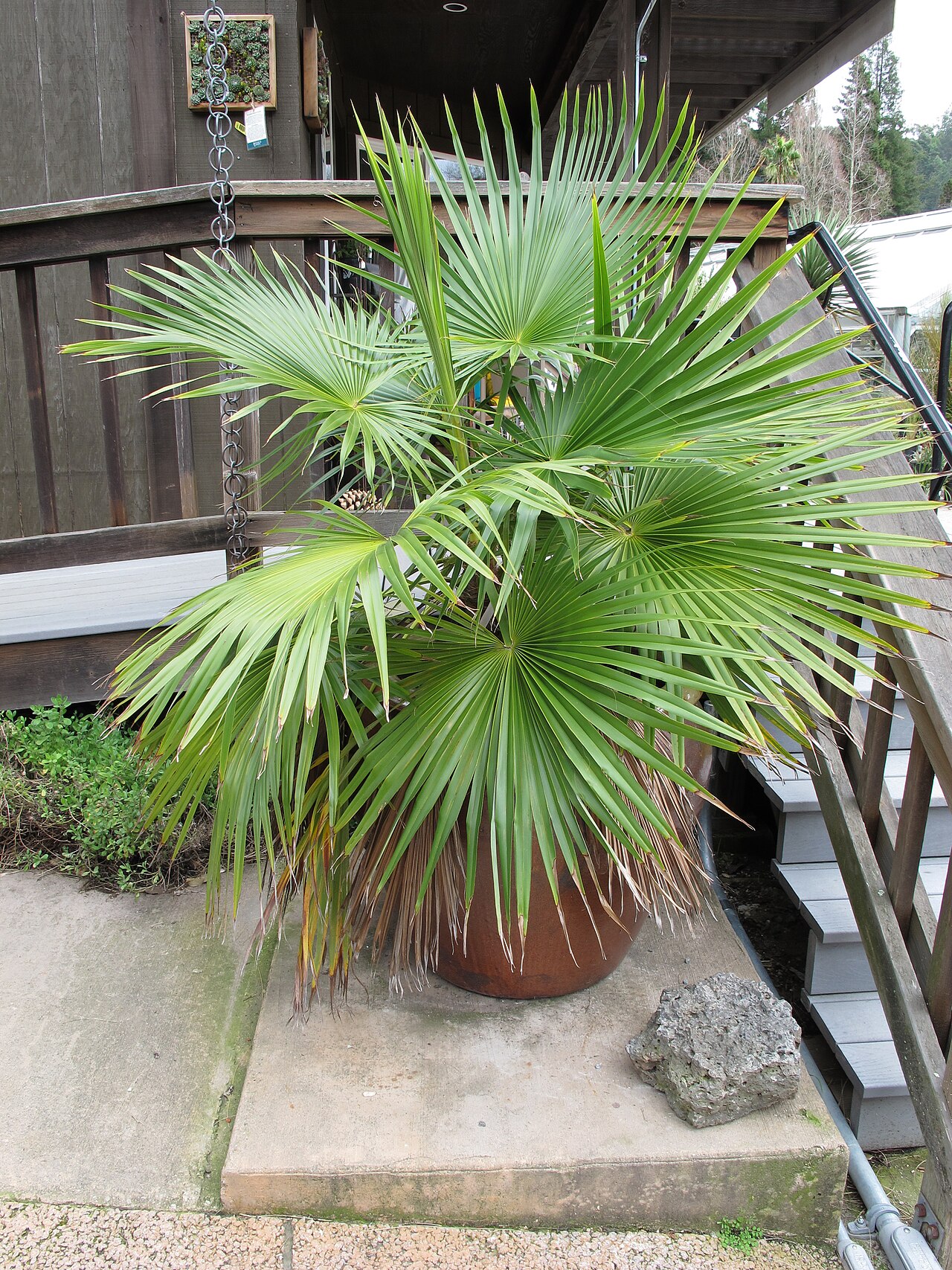 Rock palm: Brahea calcarea , University of California Botanical Garden at Berkeley, California, USA.