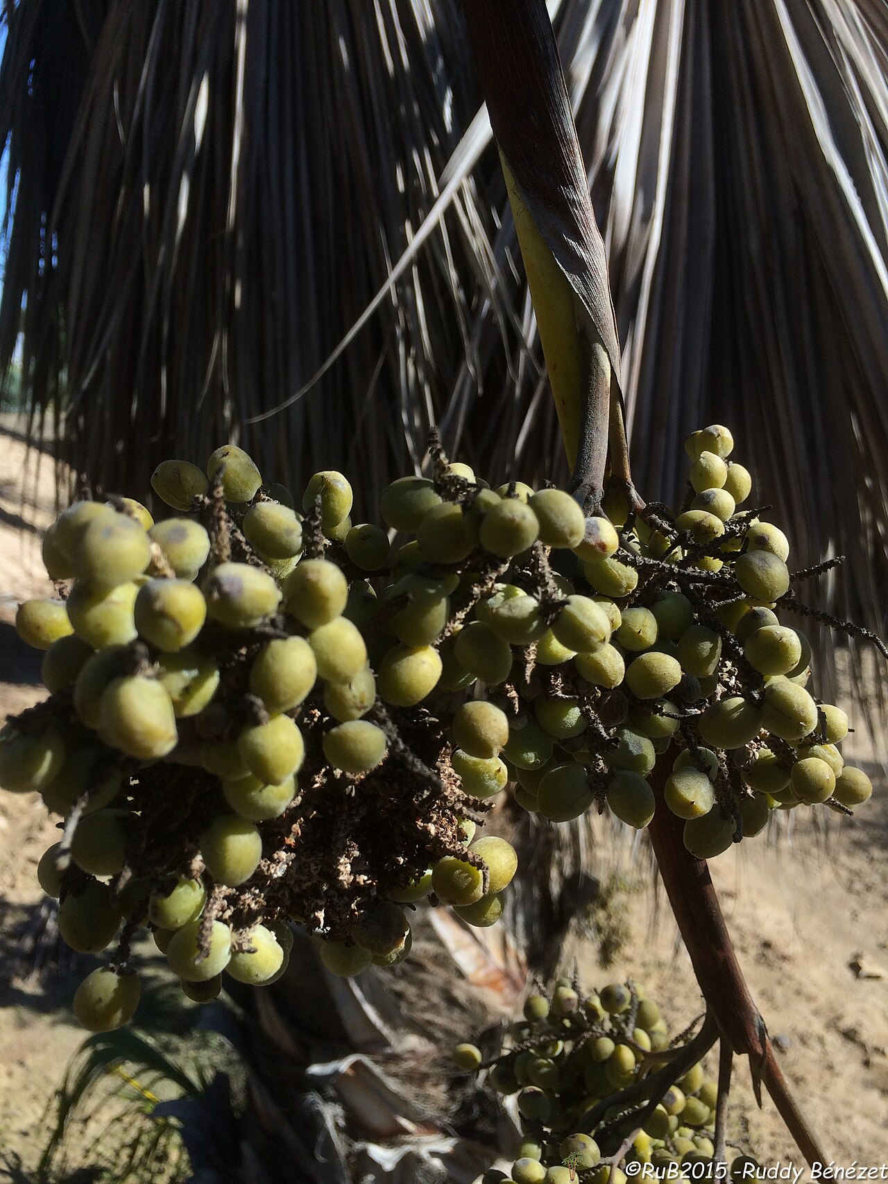 Rock palm: Brahea calcarea fruits