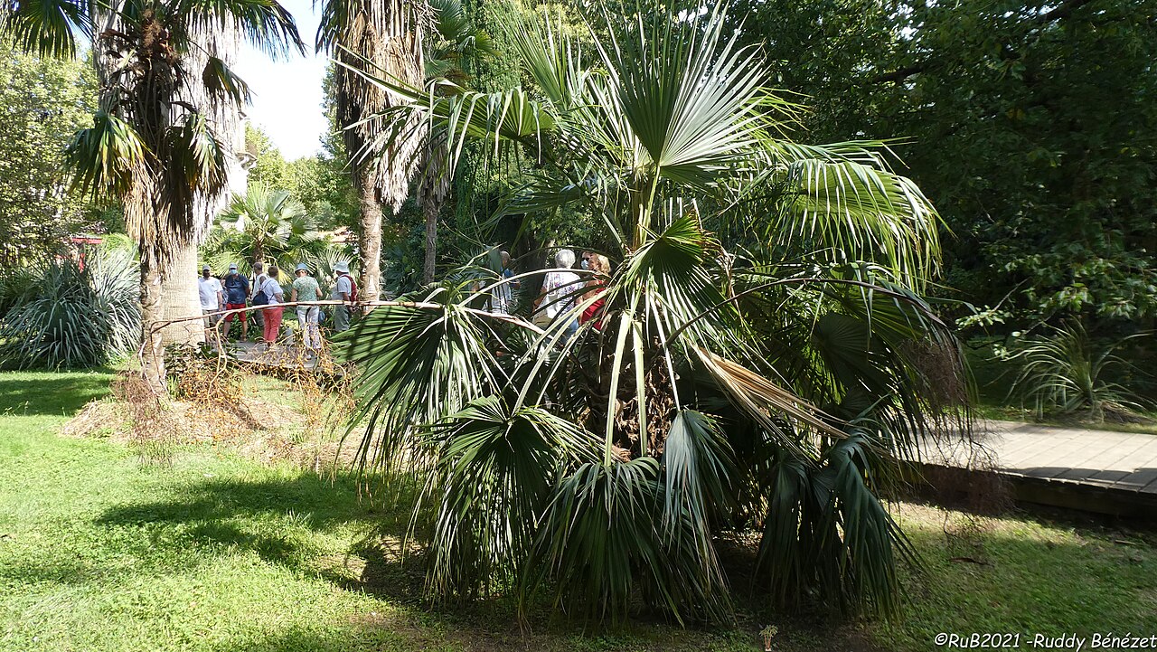 Rock palm: Brahea calcarea au jardin des Capellans à St Cyprien