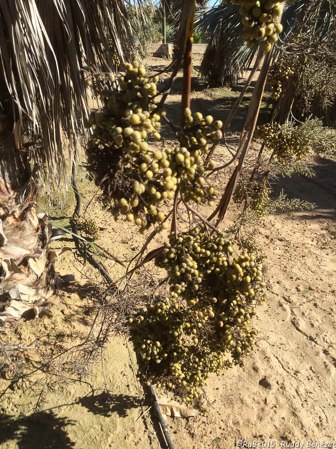 Rock palm: Brahea calcarea infrutescences
