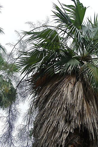 Rock palm: The Oaxaca Palm is found from Guatemala to northwestern Mexico. It is a thornless fan palm adapted to limestone terrain. Lotusland, Montecito, California.