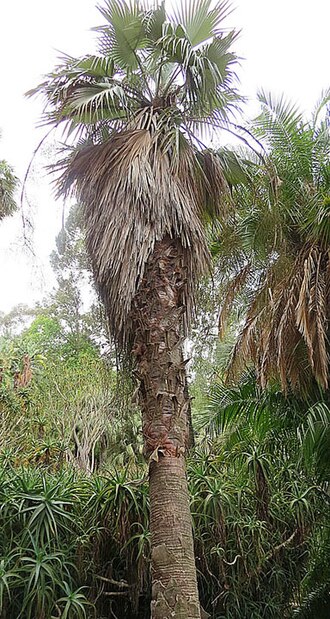 Rock palm: Brahea calcarea At Lotusland — in Montecito, near Santa Barbara in southern California. Arecaceae; Native to southern Mexico and Guatemala.
