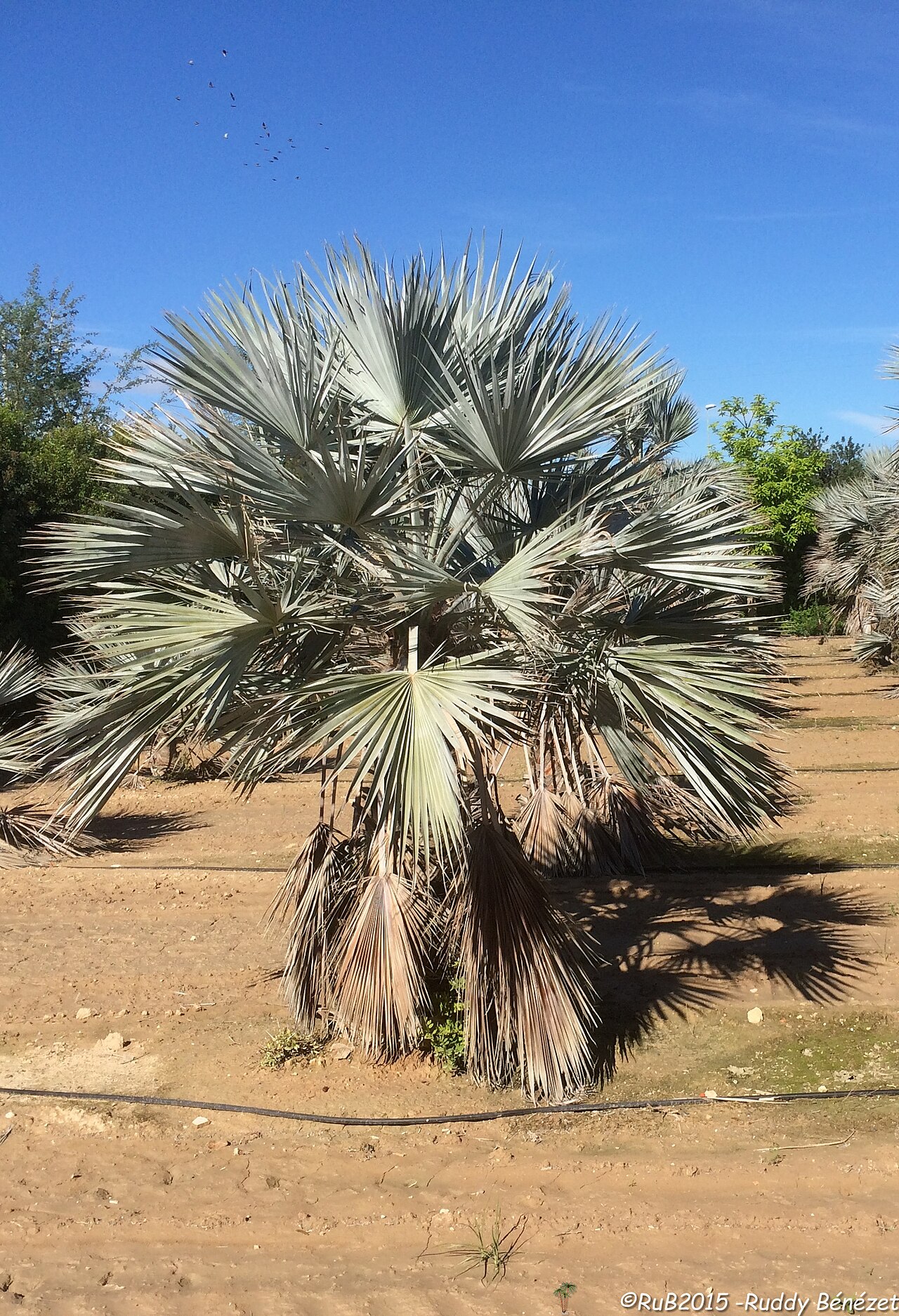 Rock palm: Brahea calcarea