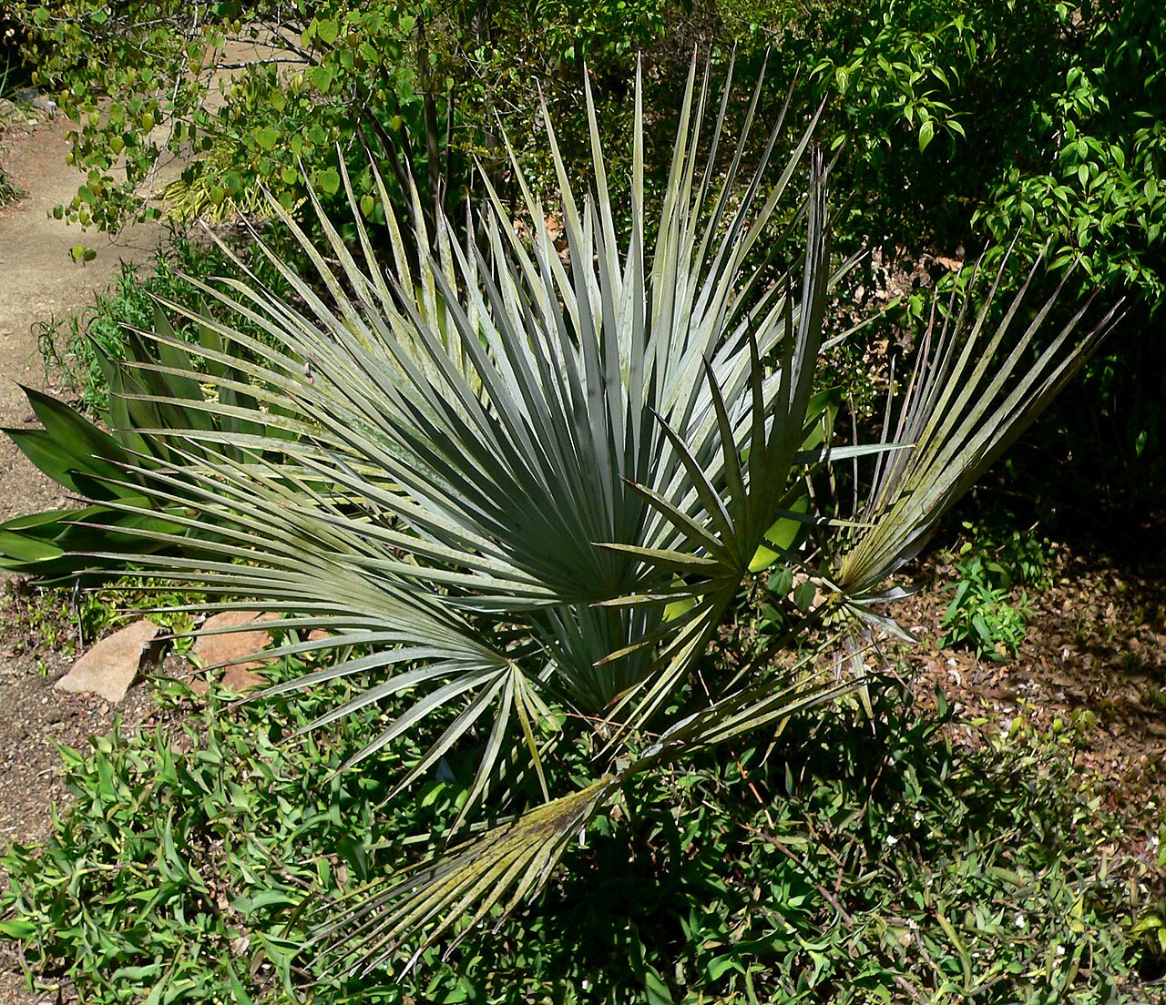 Mexican dwarf blue palm: Brahea decumbens at the University of California Botanical Garden , Berkeley, California