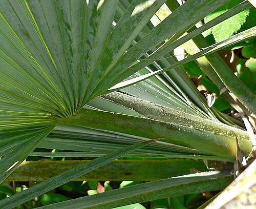Mexican dwarf blue palm: Brahea decumbens at the University of California Botanical Garden , Berkeley, California