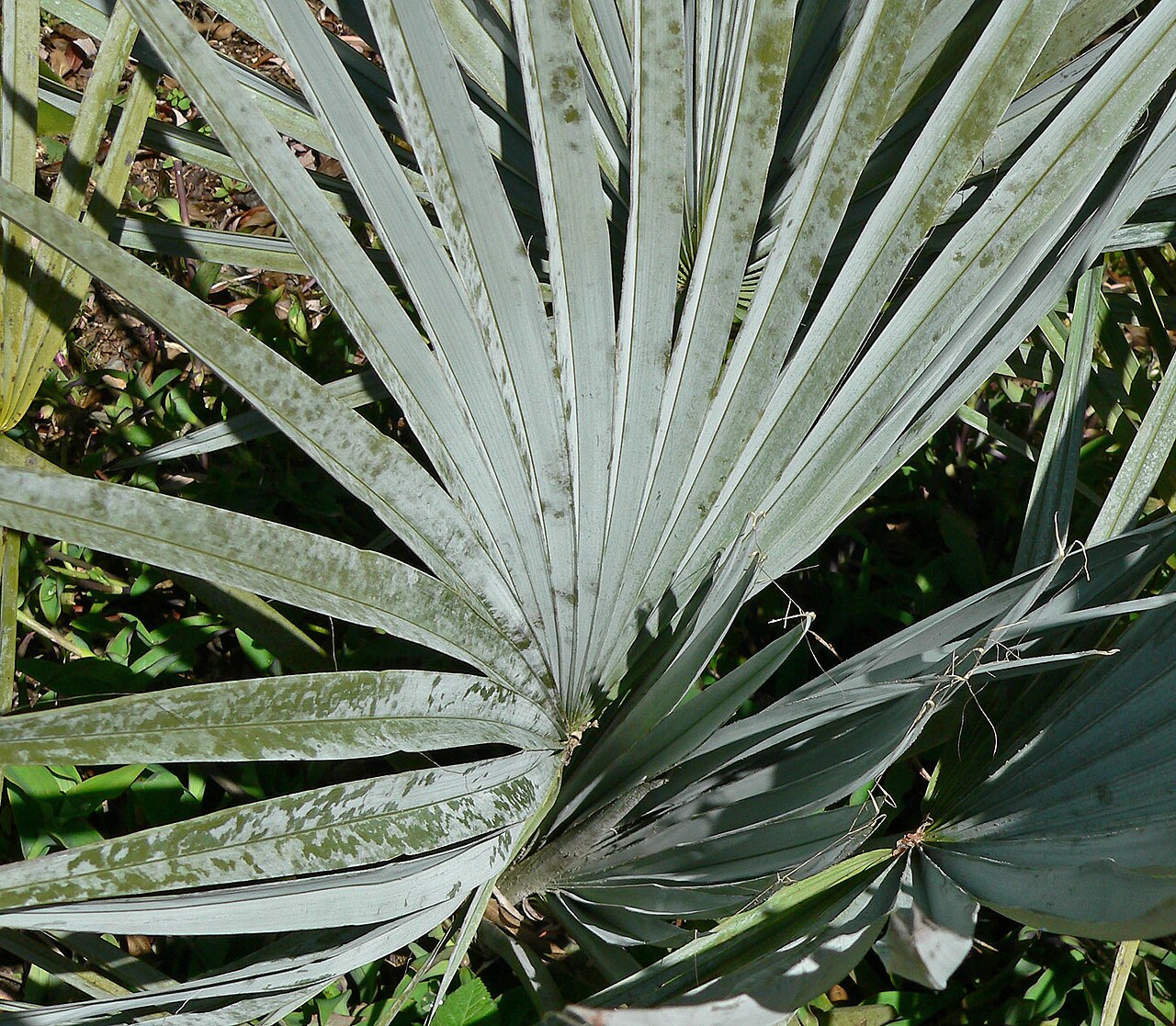Mexican dwarf blue palm: Brahea decumbens at the University of California Botanical Garden , Berkeley, California