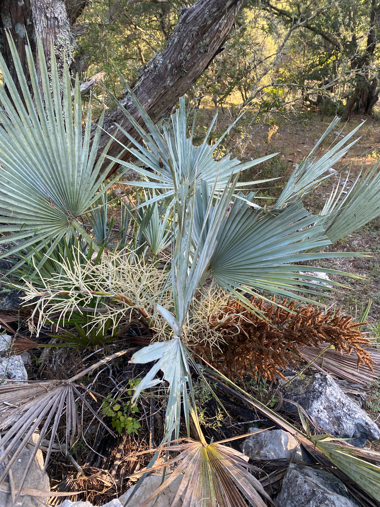 Mexican dwarf blue palm (Brahea decumbens)