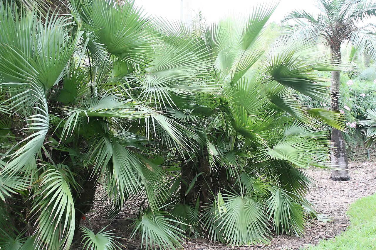 Apak palm: Location taken: Fairchild Tropical Botanic Garden, Miami, FL USA. Names: Brahea dulcis (Kunth) Mart. Classification: Plantae > Magnoliophyta > Liliopsida > Arec