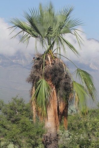 Apak palm (Brahea dulcis)
