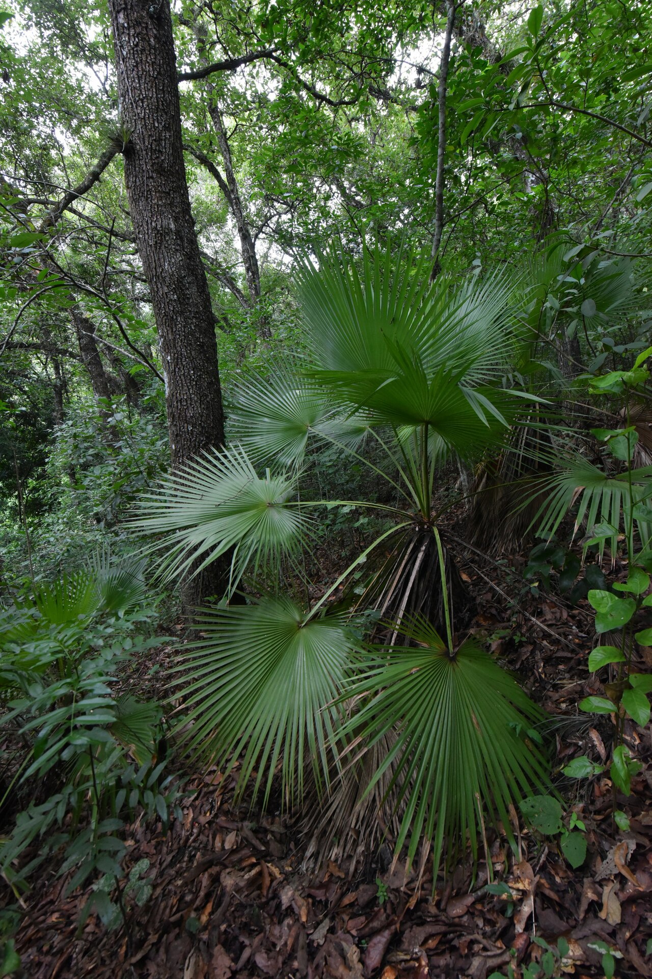 Apak palm: Brahis dulcis from Xalapa, Veracruz, Mexico. See also https://www.inaturalist.org/observations/4375115