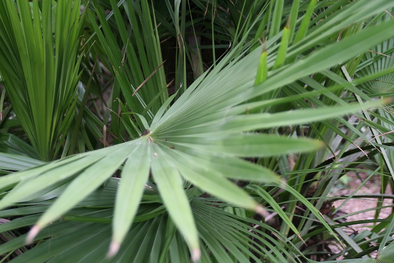 Apak palm: Location taken: Fairchild Tropical Botanic Garden, Miami, FL USA. Names: Brahea dulcis (Kunth) Mart. Classification: Plantae > Magnoliophyta > Liliopsida > Arec