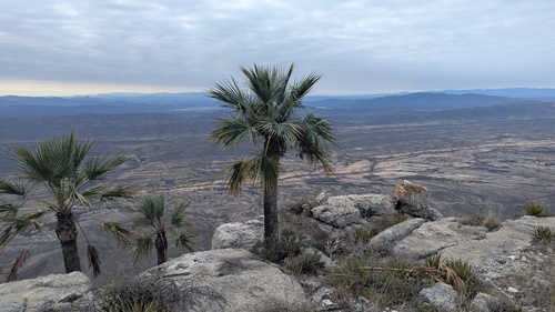 Apak palm (Brahea dulcis)