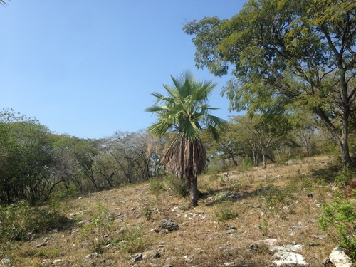 Apak palm (Brahea dulcis)