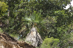 Apak palm (Brahea dulcis)