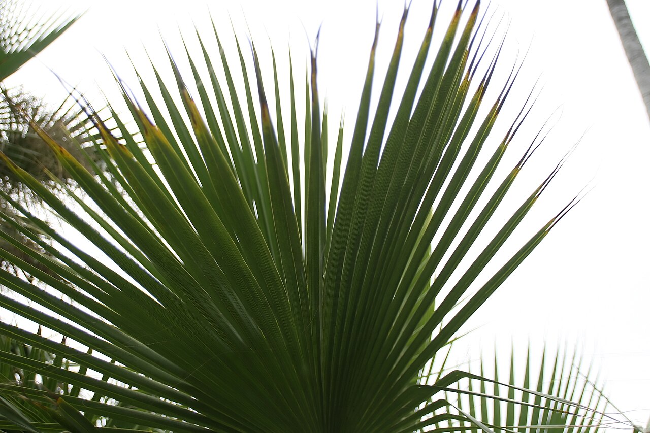 Apak palm: Location taken: Fairchild Tropical Botanic Garden, Miami, FL USA. Names: Brahea dulcis (Kunth) Mart. Classification: Plantae > Magnoliophyta > Liliopsida > Arec
