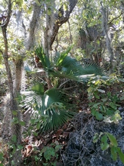 Apak palm (Brahea dulcis)