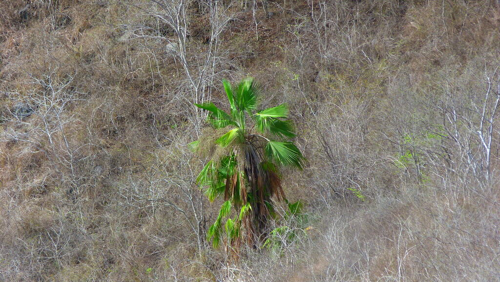 Apak palm (Brahea dulcis)
