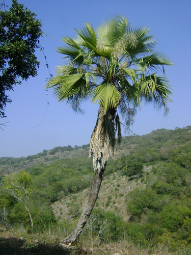 Apak palm (Brahea dulcis)