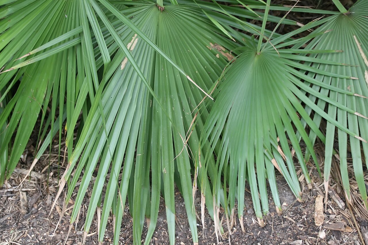 Apak palm: Location taken: Fairchild Tropical Botanic Garden, Miami, FL USA. Names: Brahea dulcis (Kunth) Mart. Classification: Plantae > Magnoliophyta > Liliopsida > Arec