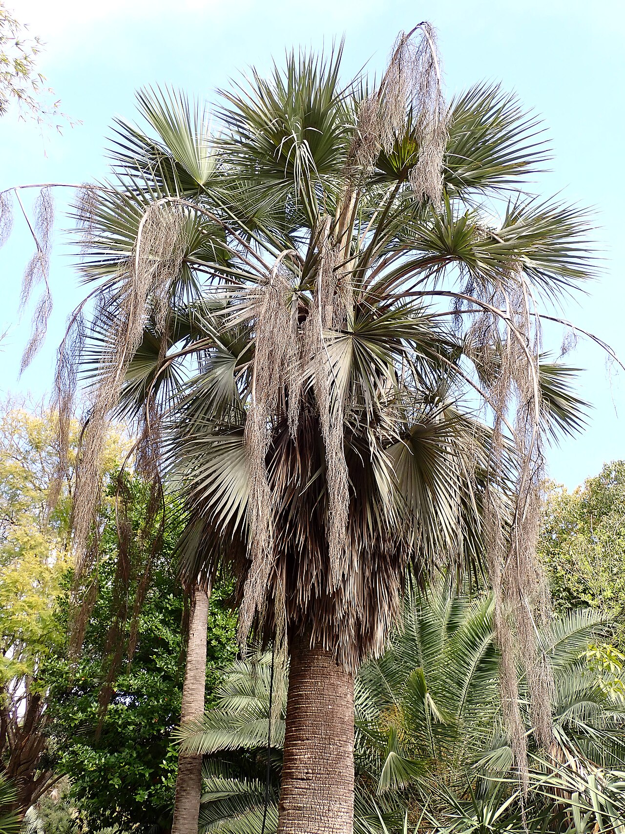 Guadalupe palm: Brahea edulis in the Jardim Botânico Tropical in Lisbon
