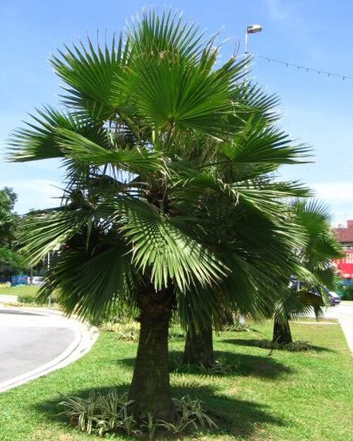 Guadalupe palm: Brahea edulis palm