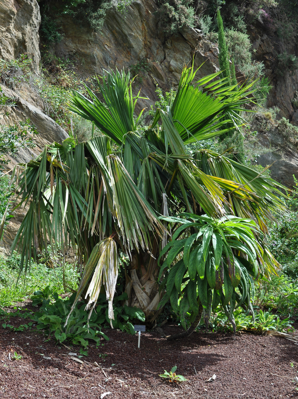 Guadalupe palm: Brahea edulis Botanical Conservatory of Brest Native name Conservatoire botanique national de Brest Location Brest , France Coordinates 48° 24′ 10.35″ N, 4° 26′