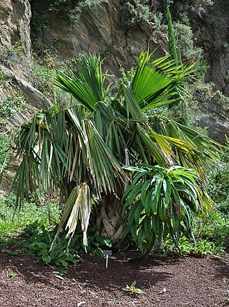 Guadalupe palm: Brahea edulis Botanical Conservatory of Brest Native name Conservatoire botanique national de Brest Location Brest , France Coordinates 48° 24′ 10.35″ N, 4° 26′