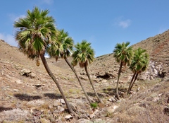 Guadalupe palm (Brahea edulis)