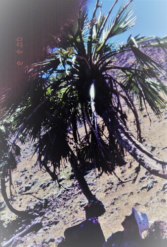 Guadalupe palm (Brahea edulis)