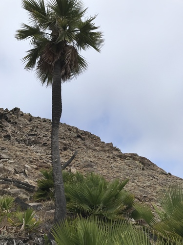 Guadalupe palm (Brahea edulis)