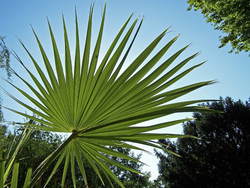 Guadalupe palm: Species: Brahea edulis. Common name: Guadalupe Palm. Leaves with extended mid-ribs.