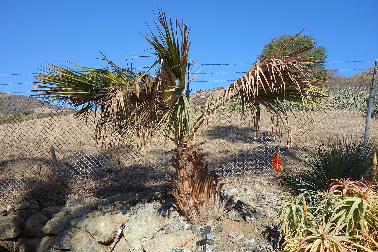 Guadalupe palm: Botanical specimen in Leaning Pine Arboretum, California Polytechnic State University, San Luis Obispo, California, USA.