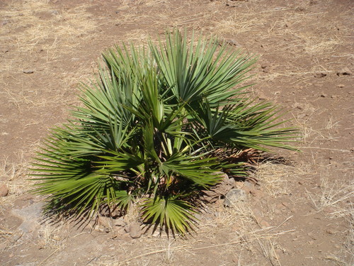 Guadalupe palm (Brahea edulis)