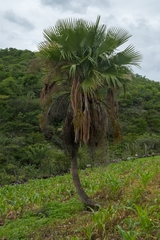 Brahea pimo (Brahea pimo)