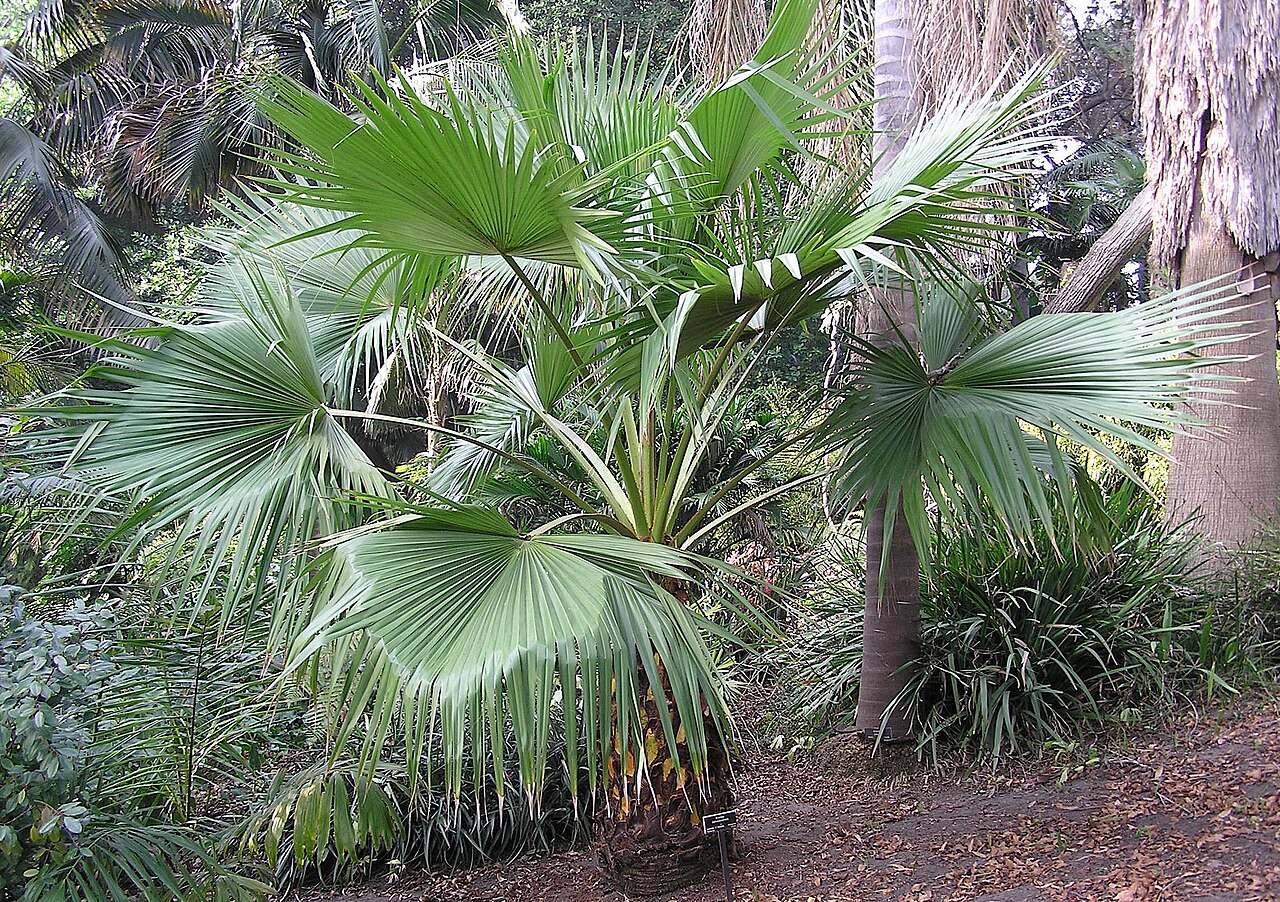 Brahea salvadorensis: la foto procede de un jardin botanico