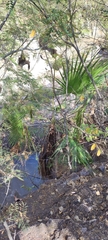 Brahea sarukhanii (Brahea sarukhanii)